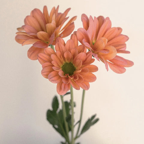 Daisy Tequila Sunrise Stem - Image