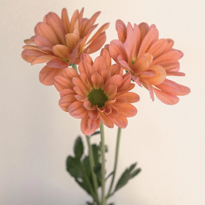 Daisy Tequila Sunrise Stem - Image