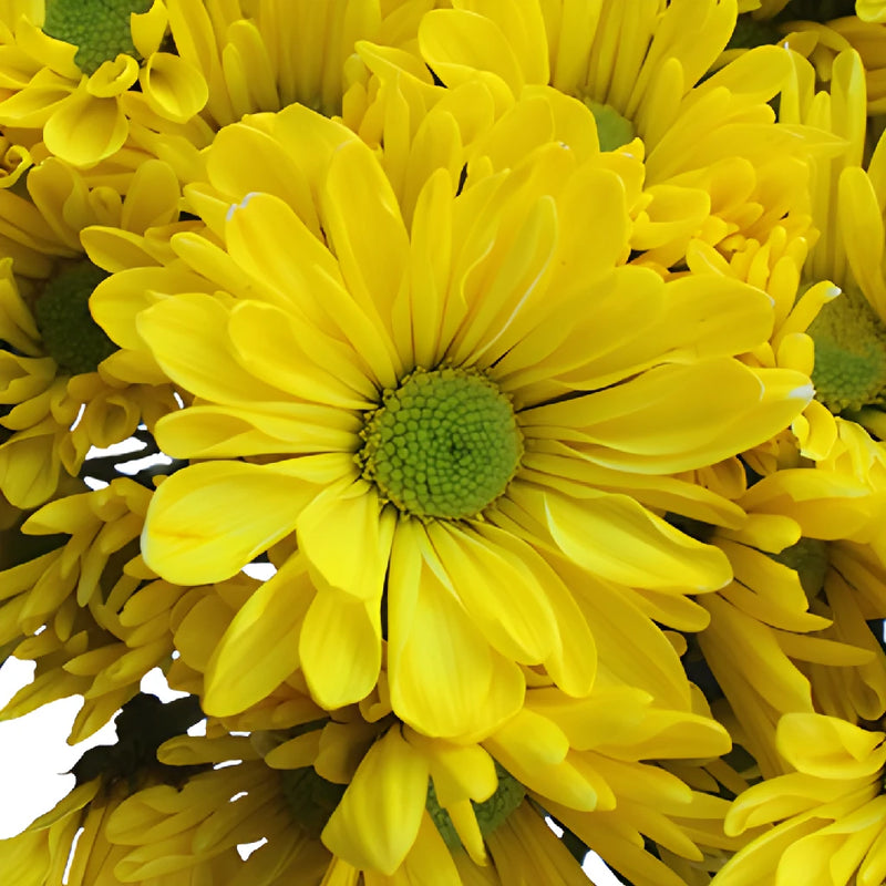 True Yellow Daisy Flower Enhanced