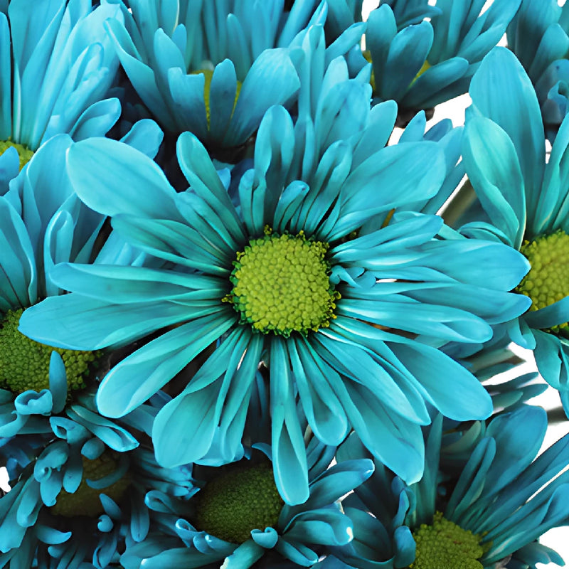 Turquoise Blue Daisy Flower Enhanced