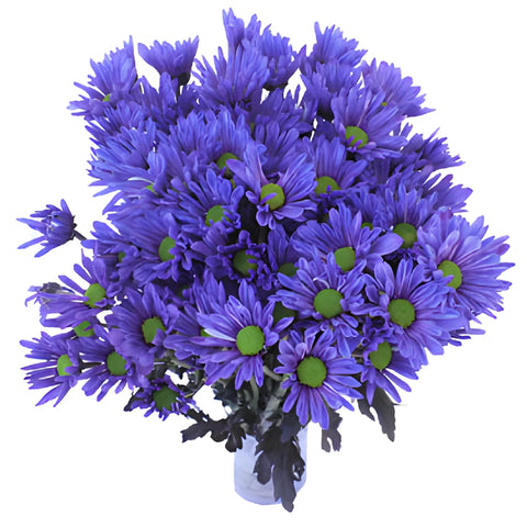 Indigo Violet Daisy Flower Enhanced