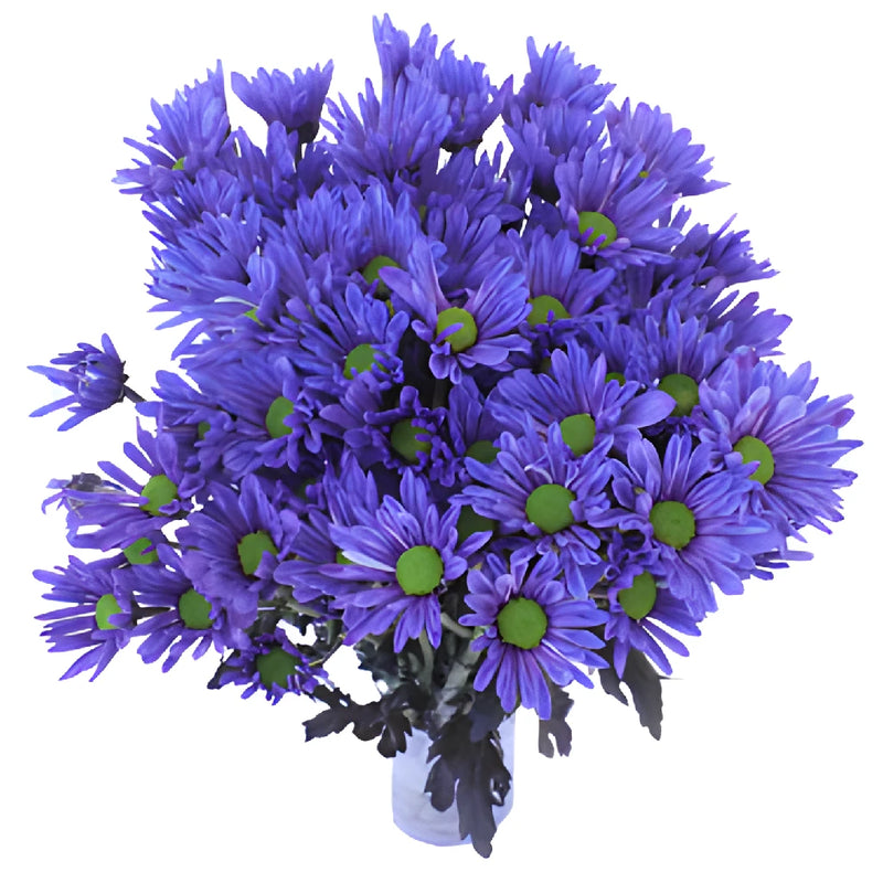 Indigo Violet Daisy Flower Enhanced