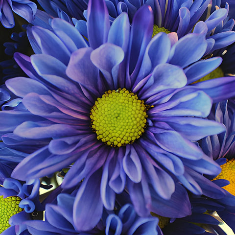 Indigo Violet Daisy Flower Enhanced