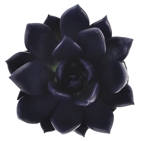 Blue Black Enhanced Succulents