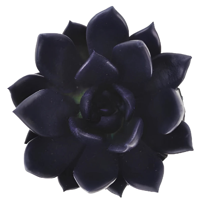 Blue Black Enhanced Succulents