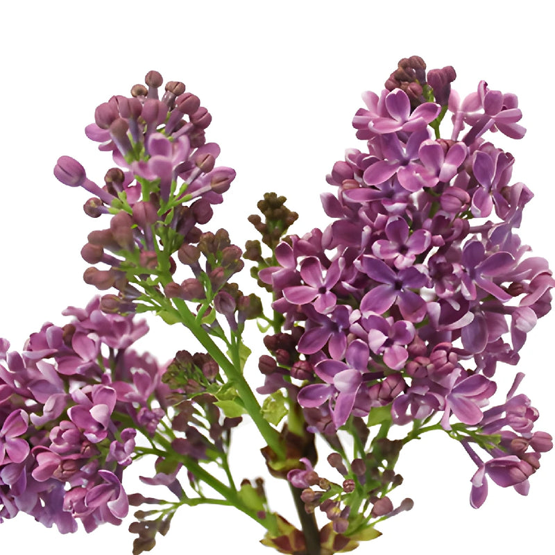 Purple Designer Lilac Flower