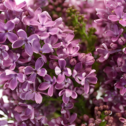 Purple Designer Lilac Flower