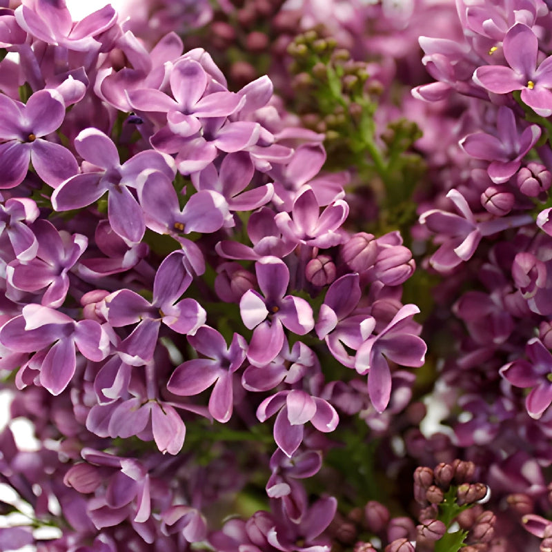 Purple Designer Lilac Flower