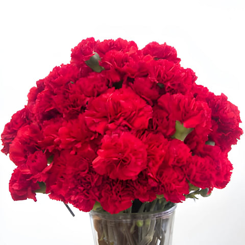 Darling Red Carnation Flowers In a vase