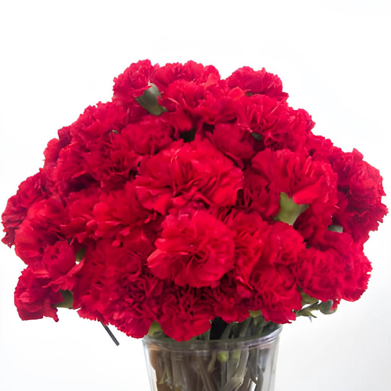 Darling Red Carnation Flowers In a vase