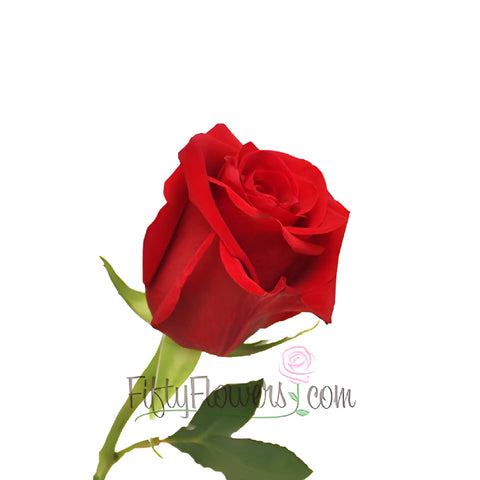 Red Devotion Rose