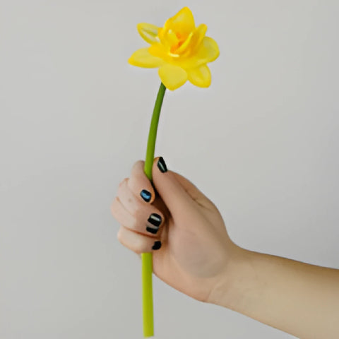 Butter Yellow Daffodil Flowers