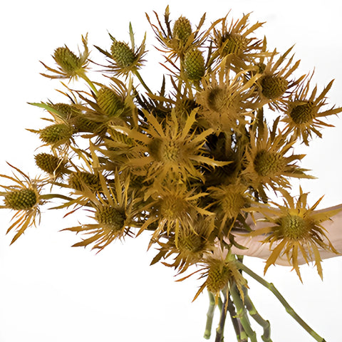 Copper Tinted Thistle Wholesale Flower Bunch in a hand