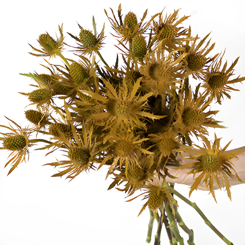 Copper Tinted Thistle Wholesale Flower Bunch in a hand