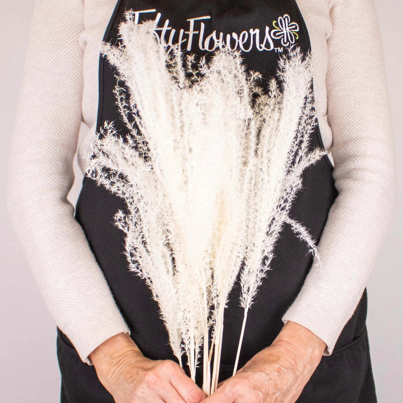 Dried Bleached Miscanthus Flower Bunch in Hand