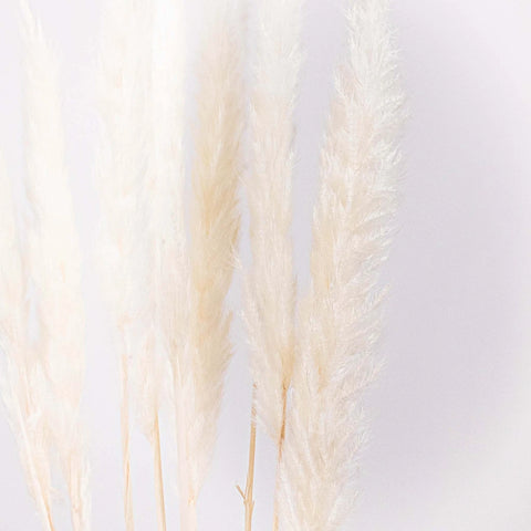 Dried Bleached Tail Reed Flower Up Close