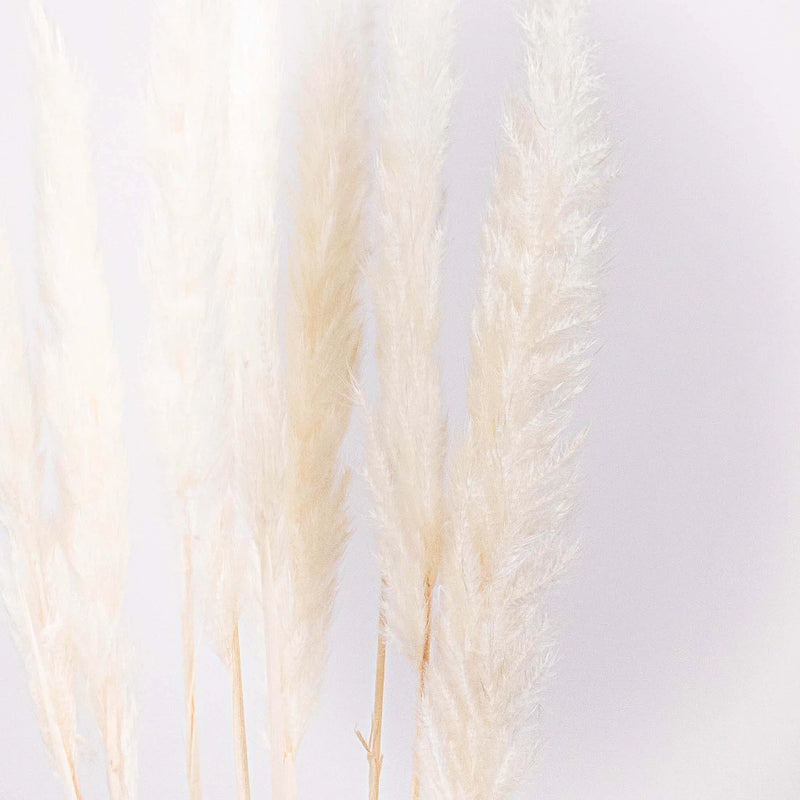 Dried Bleached Tail Reed Flower Up Close