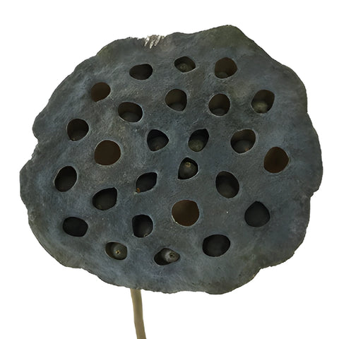 Dried Lotus Pods