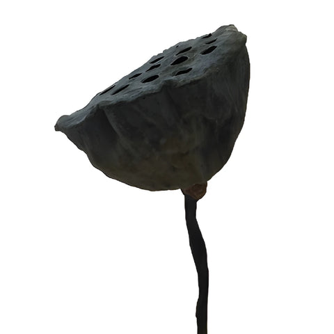 Dried Lotus Pods