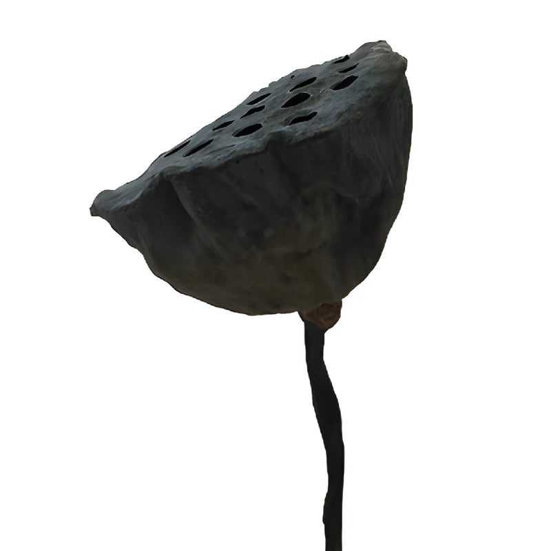 Dried Lotus Pods