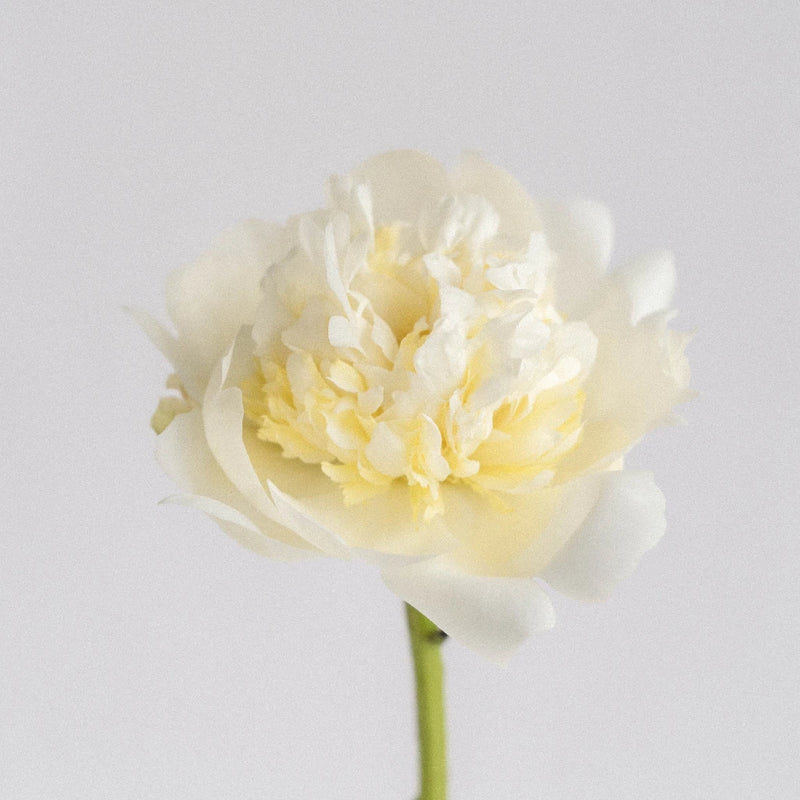 Duchess Peony Stem - Image