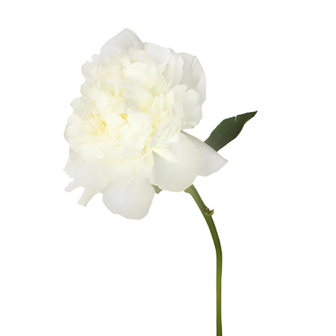 Duchess White Peony Side Stem View