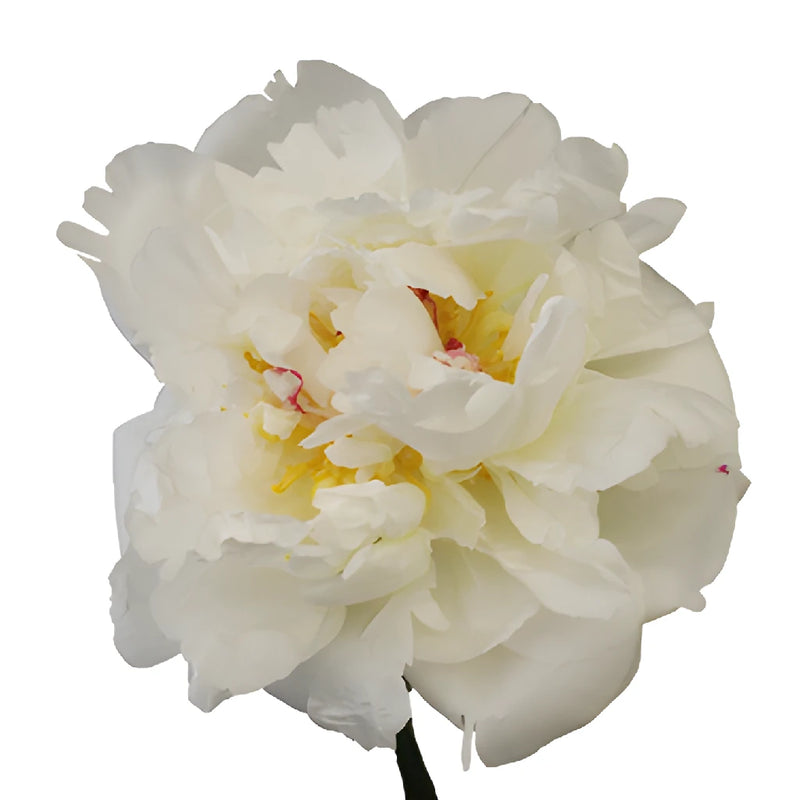 Duchess White Peony Side Stem View