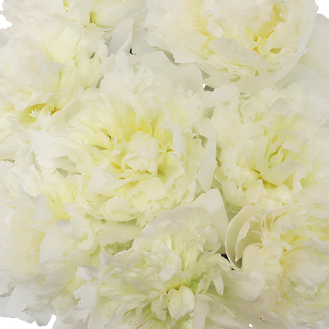 Duchess White Peonies up close