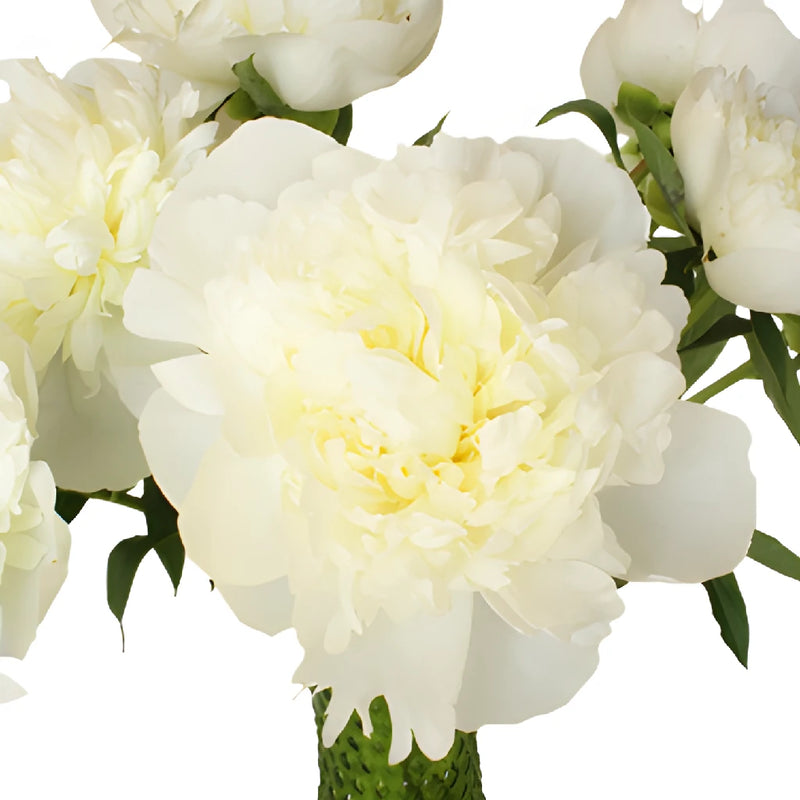 Duchess White Wholesale Peony Bunch