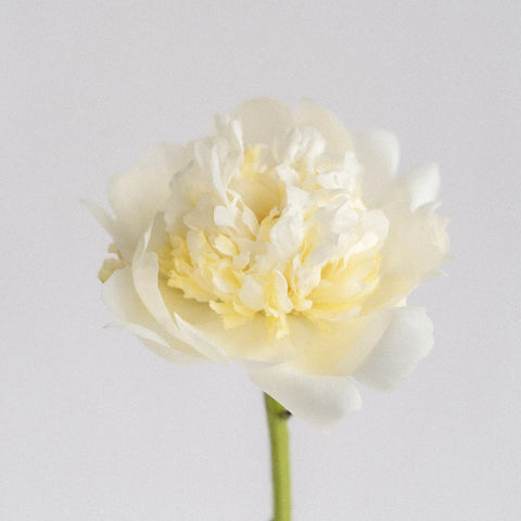Duchess White Peonies Stem - Image