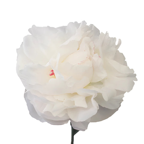 Duchess White Peony Stem