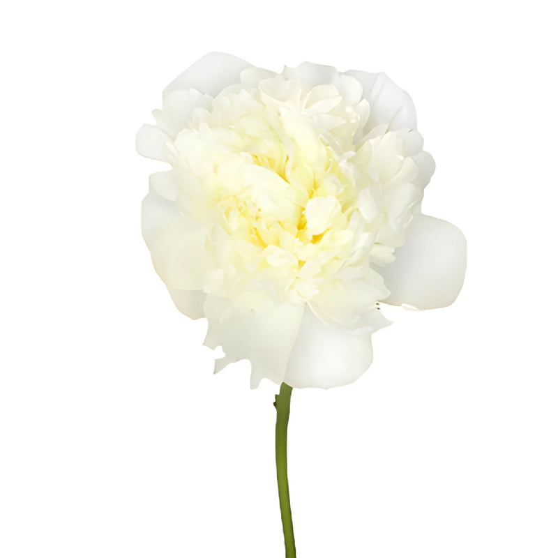 Duchess White Peony Stem