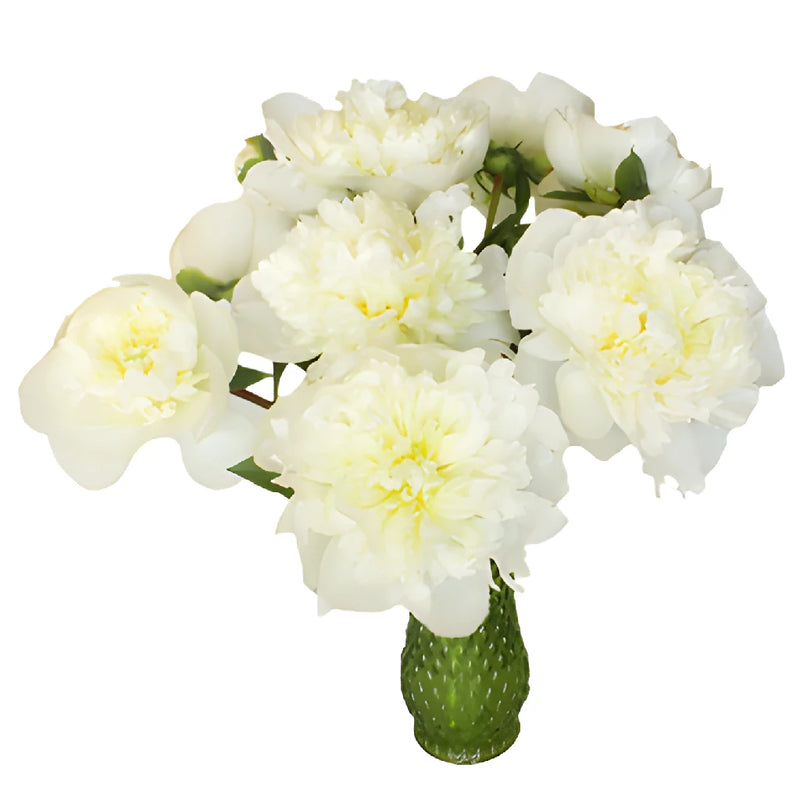 Duchess White Peony in a vase