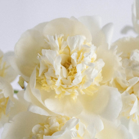 Duchess White - Image