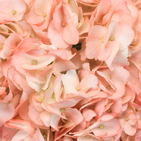 Dusty Rose Airbrushed Hydrangea Flower Up Close
