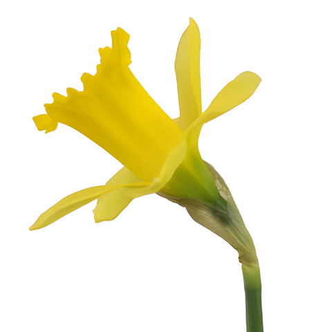 Yellow Mini Pencil Daffodil Flowers