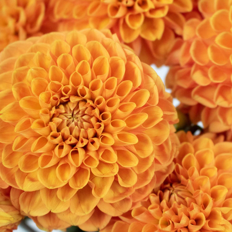 Egyptian Sun Ball Dahlia Flower