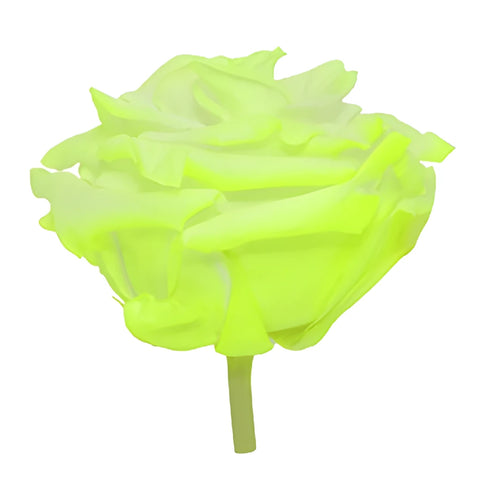 Preserved Electric Green Rose