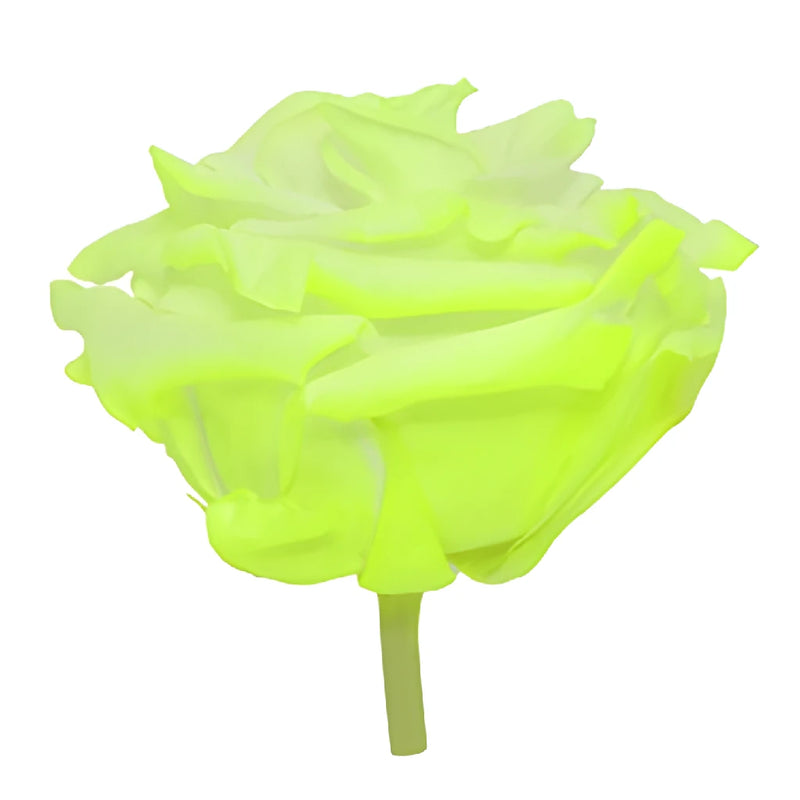 Preserved Electric Green Rose