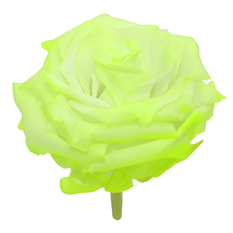 Preserved Electric Green Rose
