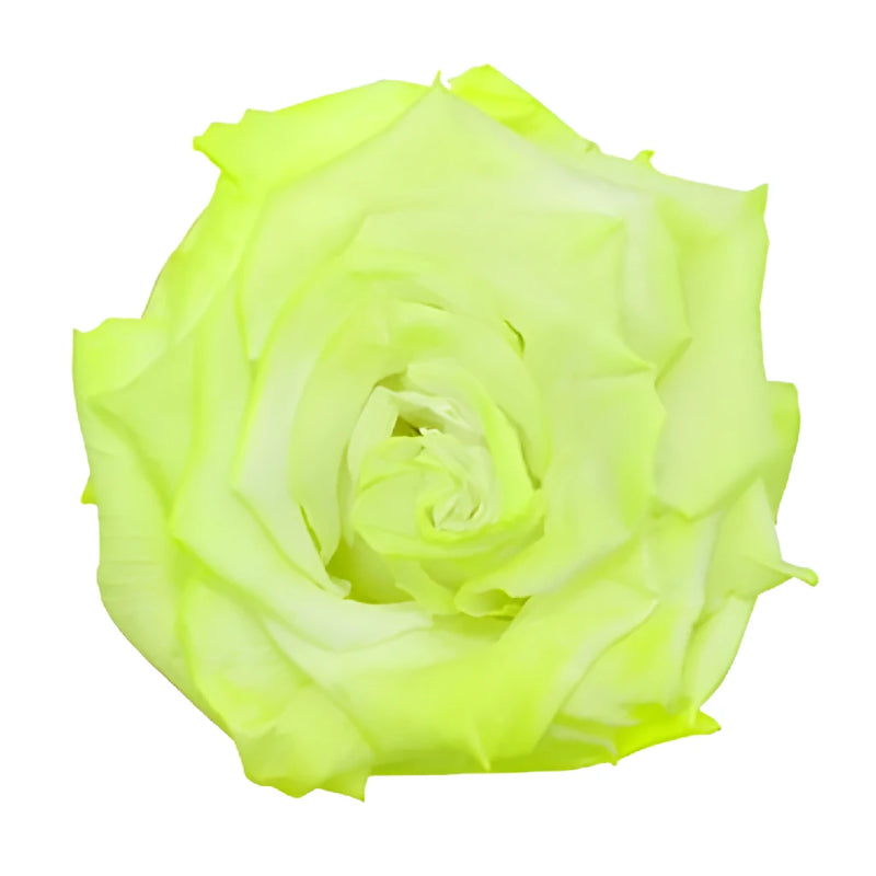 Preserved Electric Green Rose