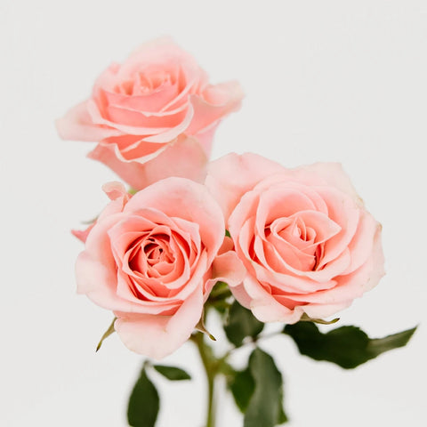 Elva Pink Spray Roses Stem - Image