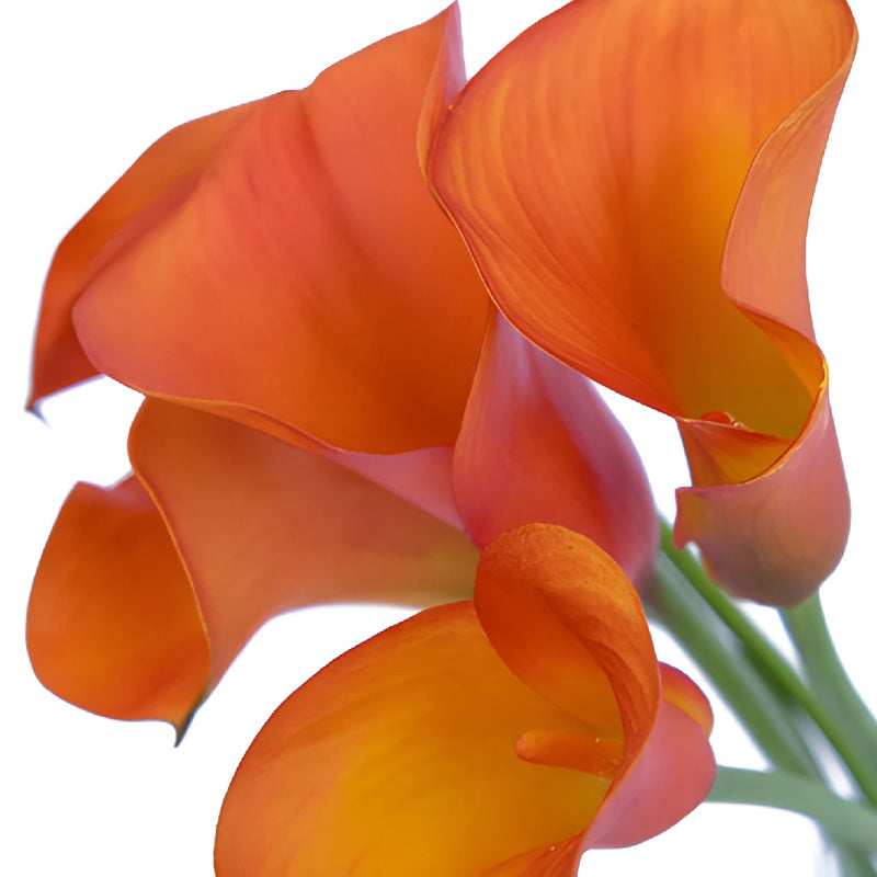Mango Mini Calla Lily Flower