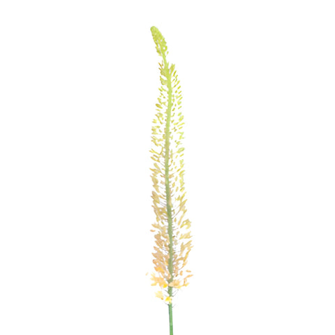 Orange Eremurus Flowers