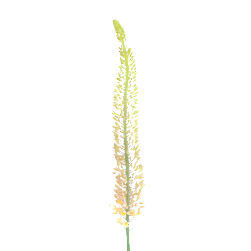 Orange Eremurus Flowers