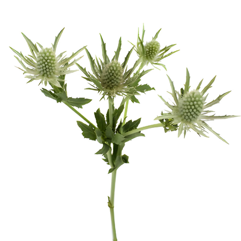 Sage Green Thistle Flowers