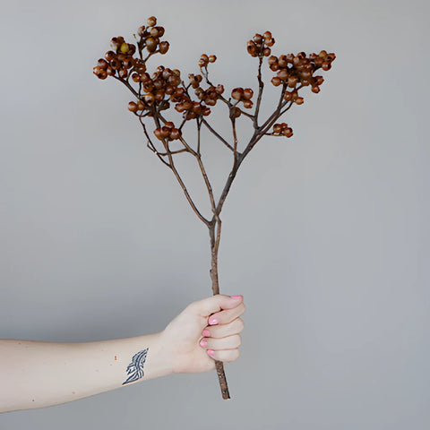 Brown Dried Eucalyptus Pods