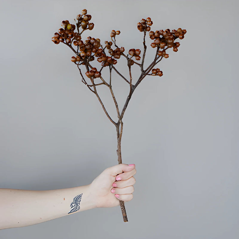 Brown Dried Eucalyptus Pods
