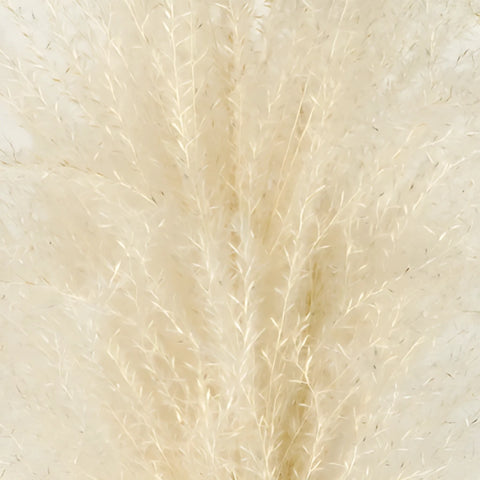 White Dried Eulalia Grass