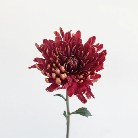 Fall Sunset Cremon Flower Stem - Image